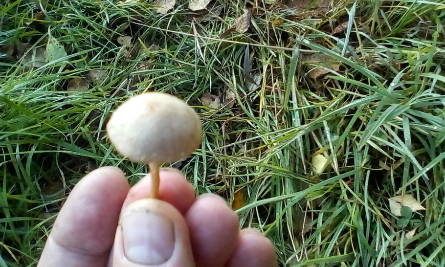 Грибы которые растут в поле