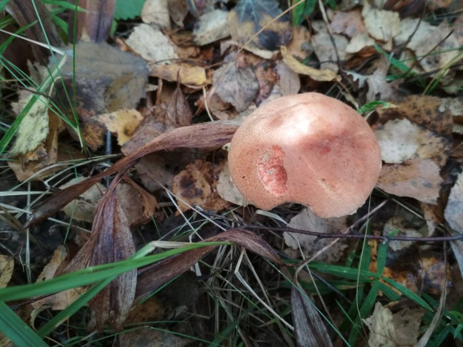 Рыжик гриб зеленеет