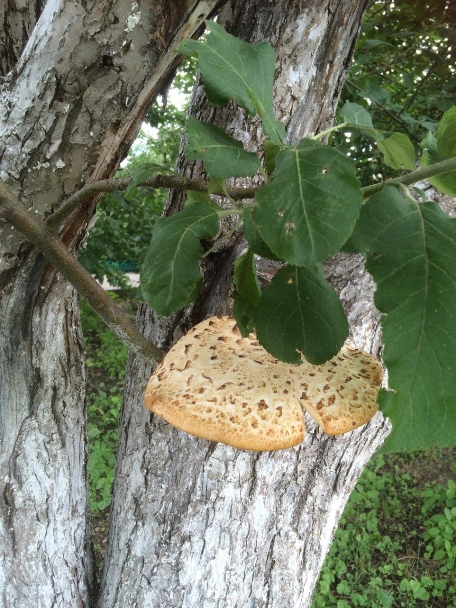 Трутовик Яблоневый