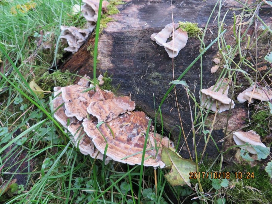 Гриб трутовик на пне