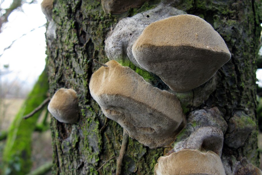 Трутовик щетинистоволосый