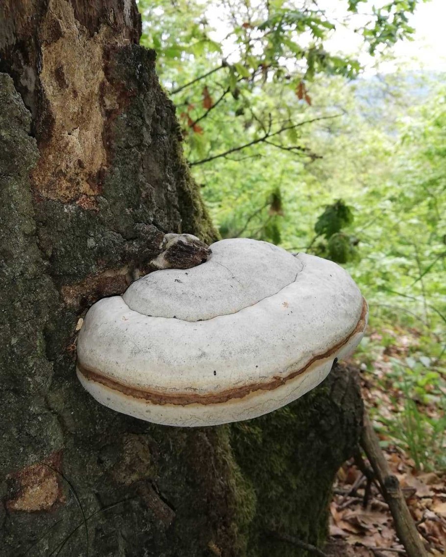 Трутовик уховидный