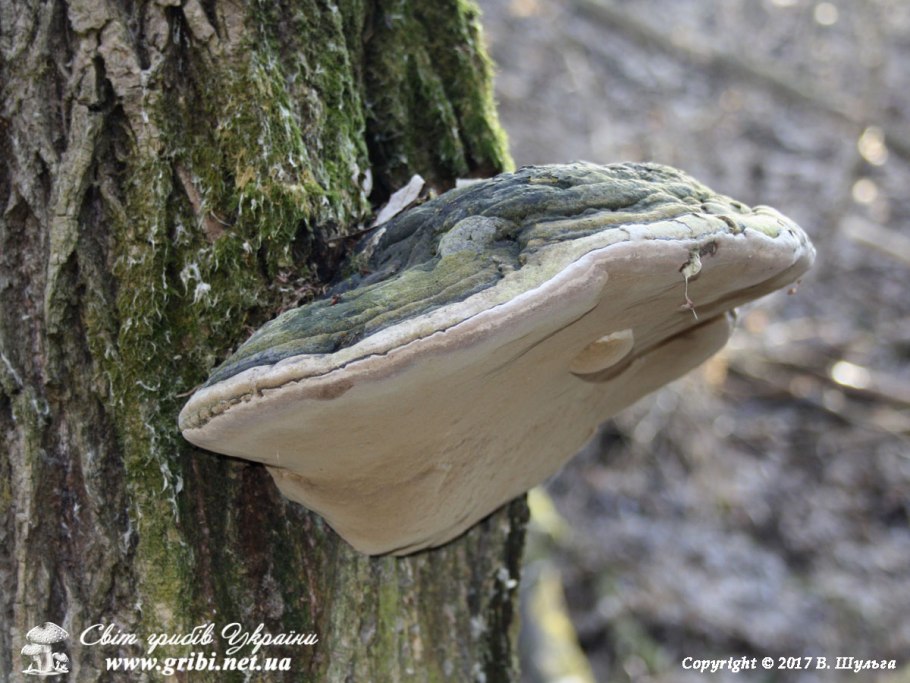 Гриб трутовик на яблоне