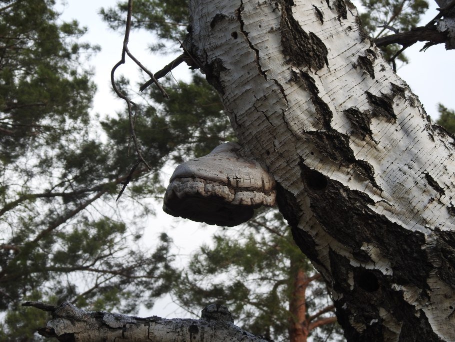 Трутовик щетинистый