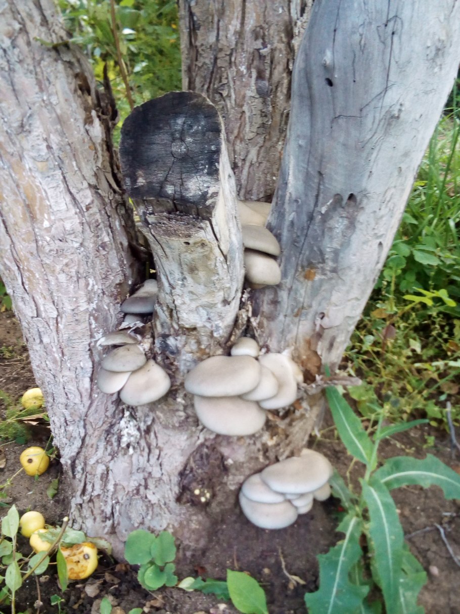 Трутовый гриб на яблоне