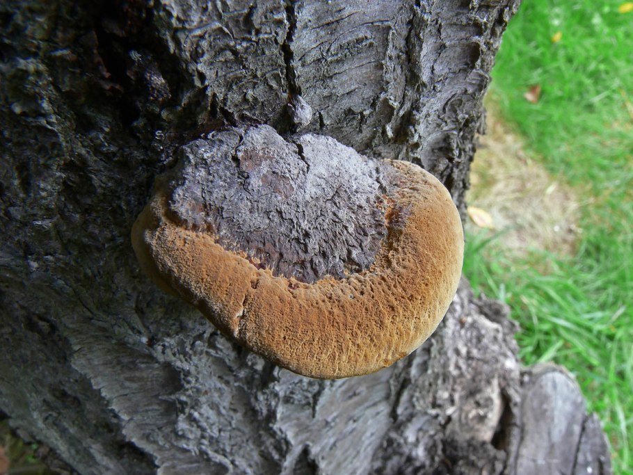 Phellinus tuberculosus