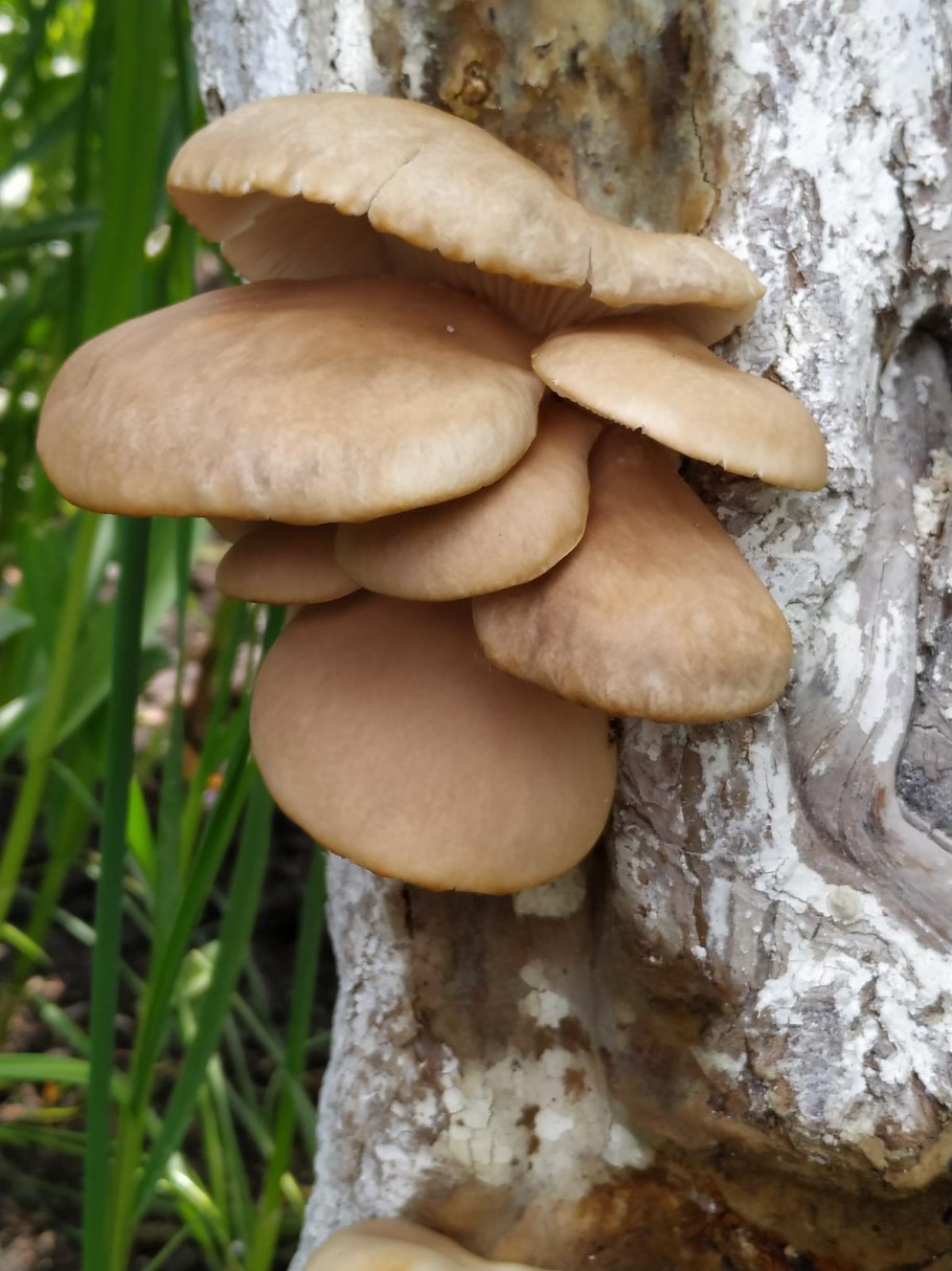 Грибы растущие на камнях