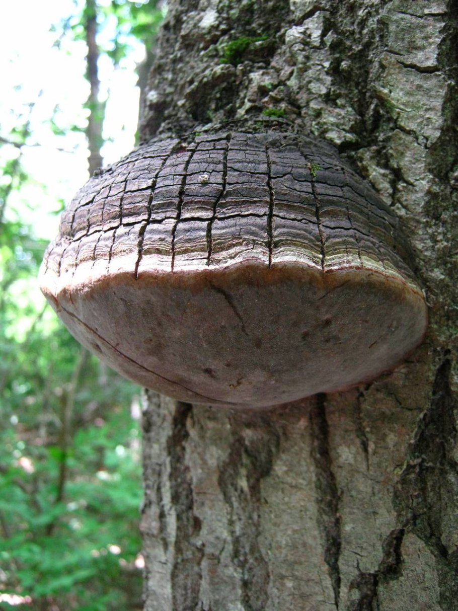 Ложный дубовый трутовик