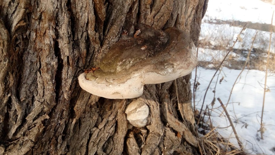 Грибы паразиты на деревьях