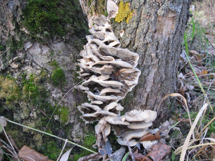 Трутовик ложный осиновый