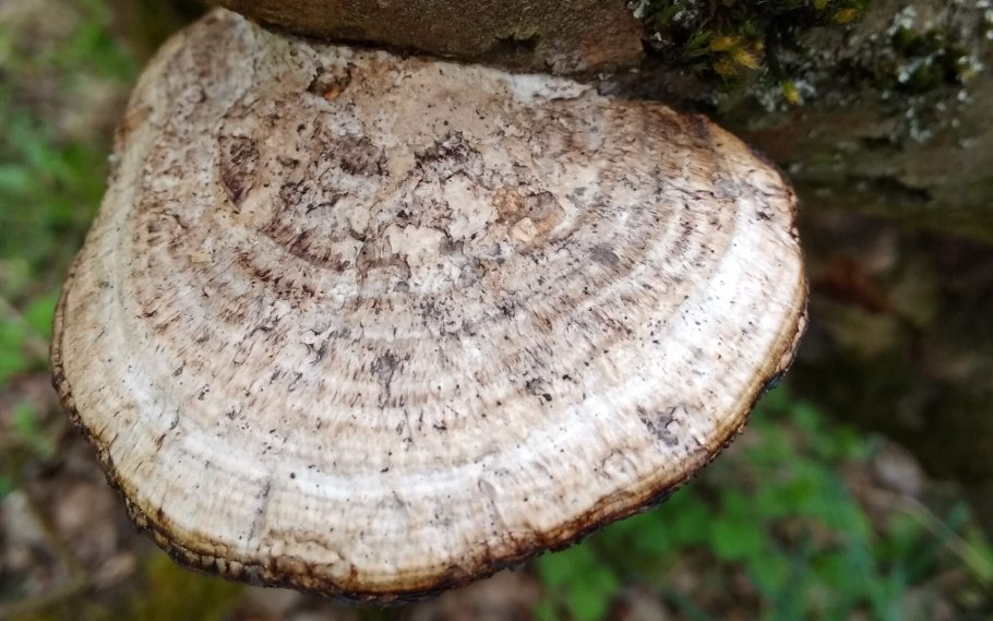 Трутовик на иве