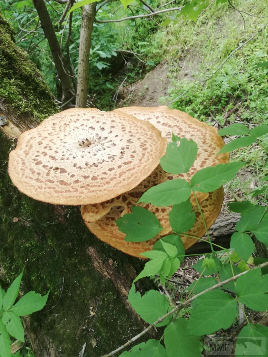 Трутовик опаленный