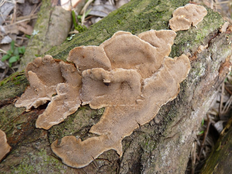 Трутовик настоящий fomes fomentarius