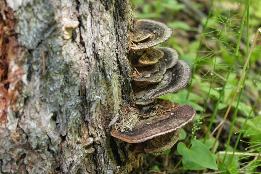 28. Пахучий трутовик