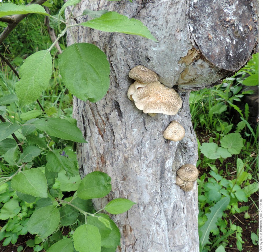 Гриб трутовик на яблоне