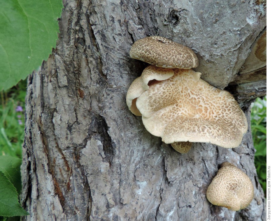 Грибы растут на яблоне