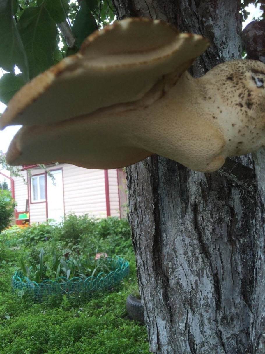 Трутовик на яблоне