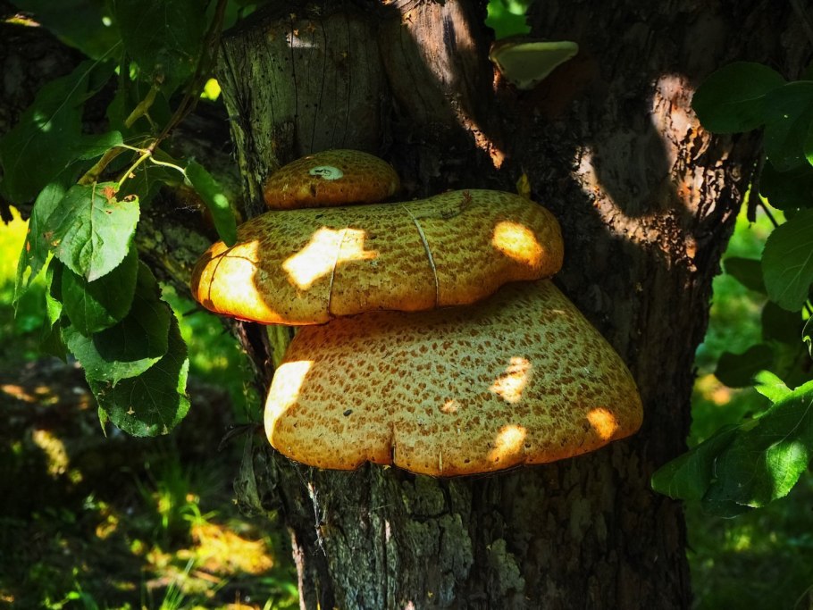 Трутовик золотистый