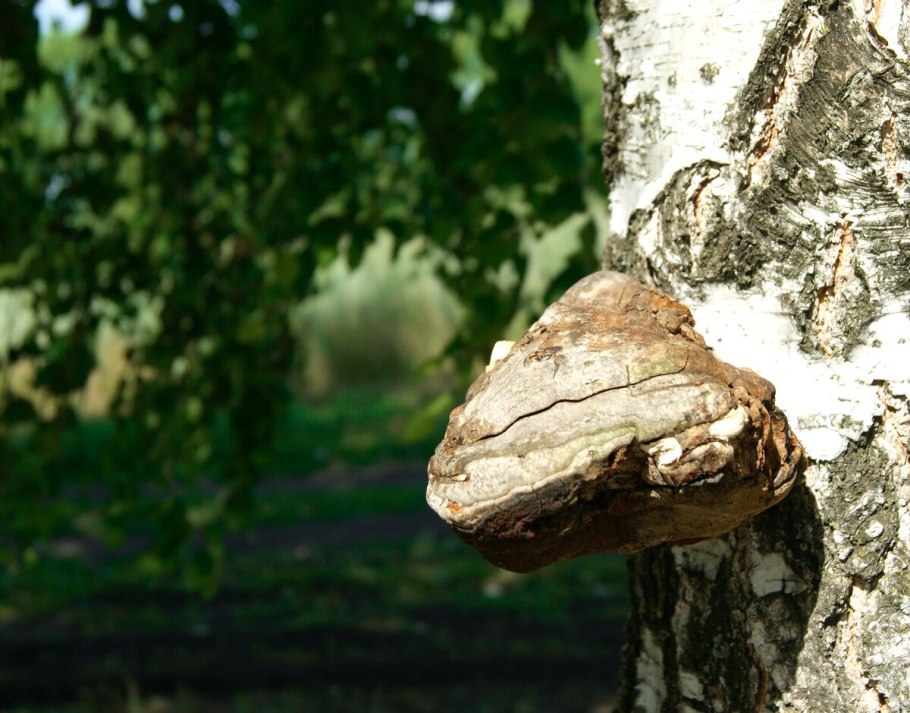 Спорангий у гриба трутовика