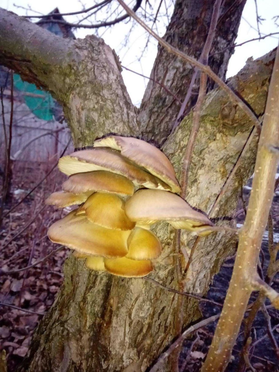 Гриб трутовик на яблоне