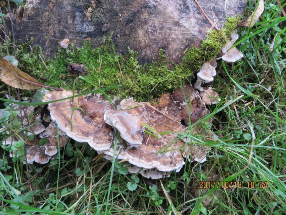 Гриб трутовик дымчатый