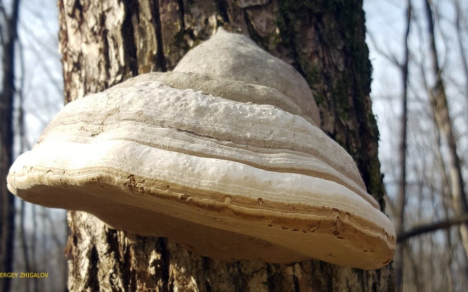 Дедалеопсис трутовик