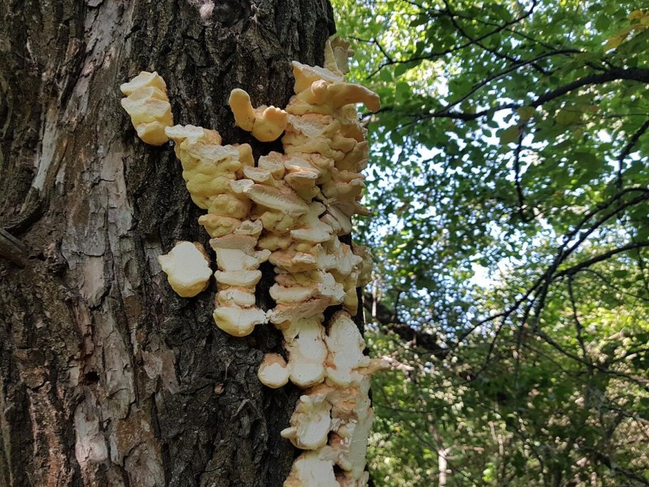 Трутовик Лапландский