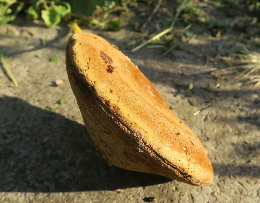 Паутинистые плодовые тела