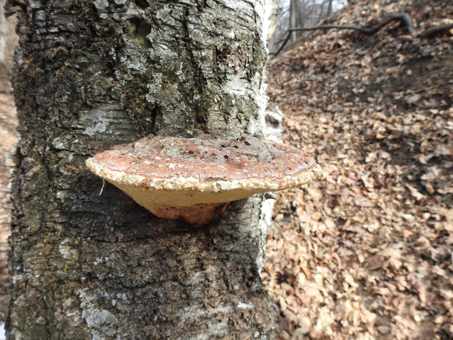 Грибы растут на яблоне