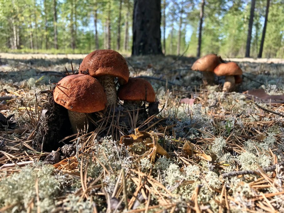 Тихая охота грибы