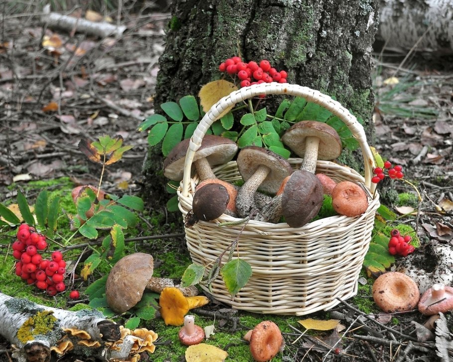 Корзинка с грибами и ягодами