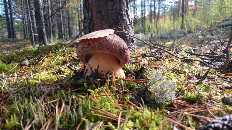 Грибное место Тайга