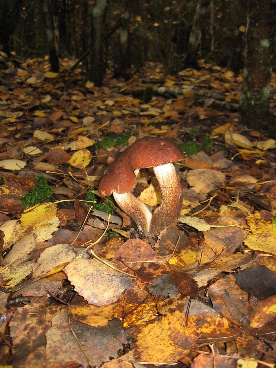 Осенний лес с грибами