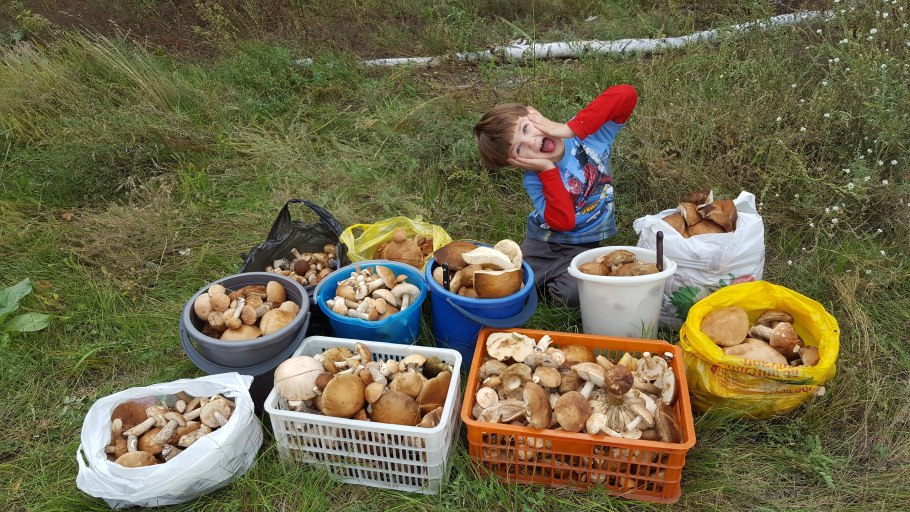 Сбор грибов