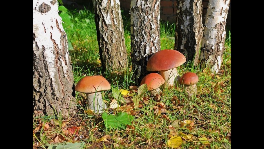 Айда по грибы