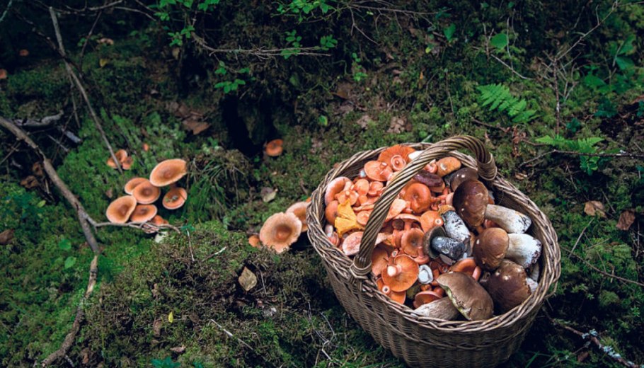 Лыткаринский лес грибы