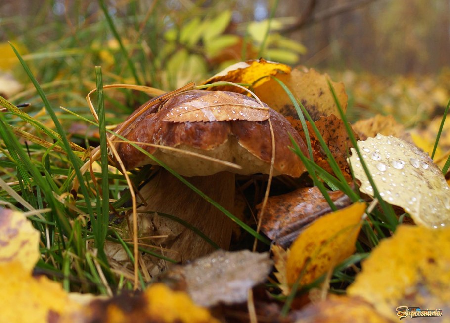 Чудо грибы в лесу