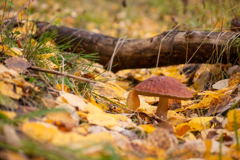 Осенняя фотосессия детей в детском саду