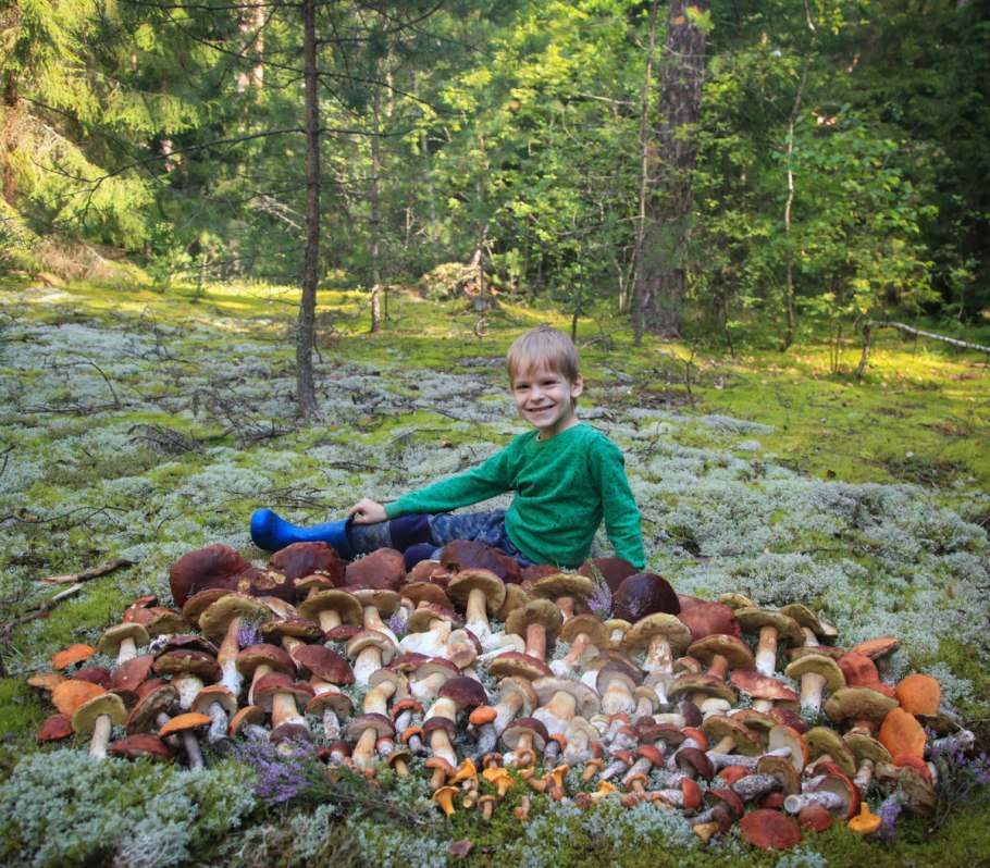 Сбор грибов в Подмосковье