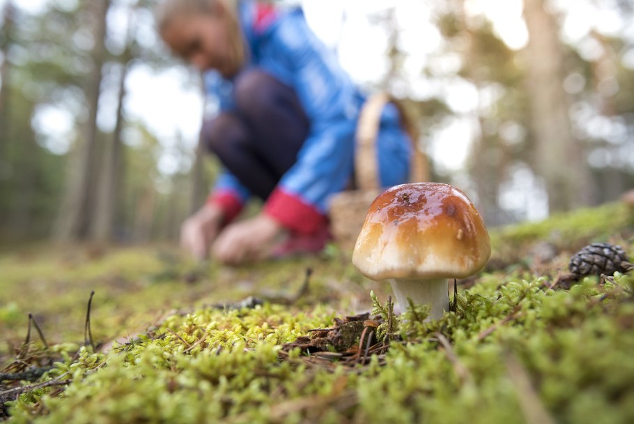 Сбор грибов