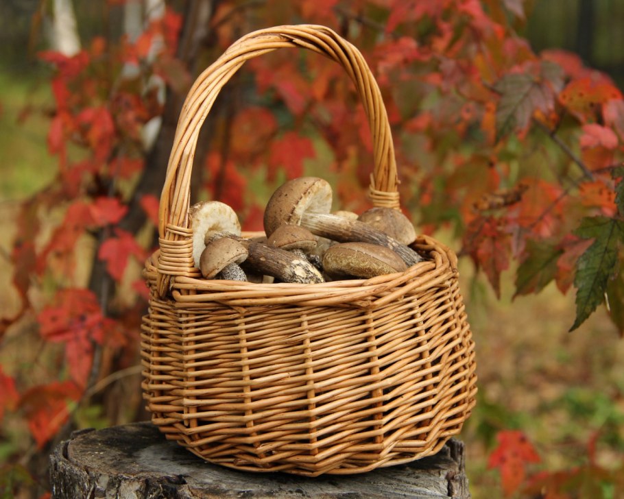Осень грибы в лукошке