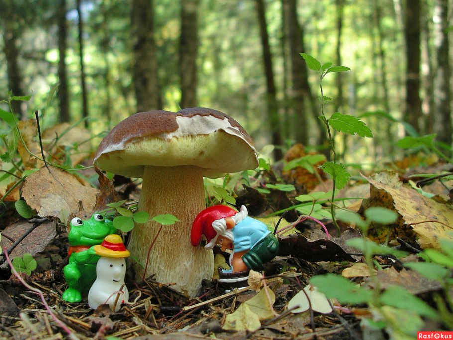 Осенний лес сказка