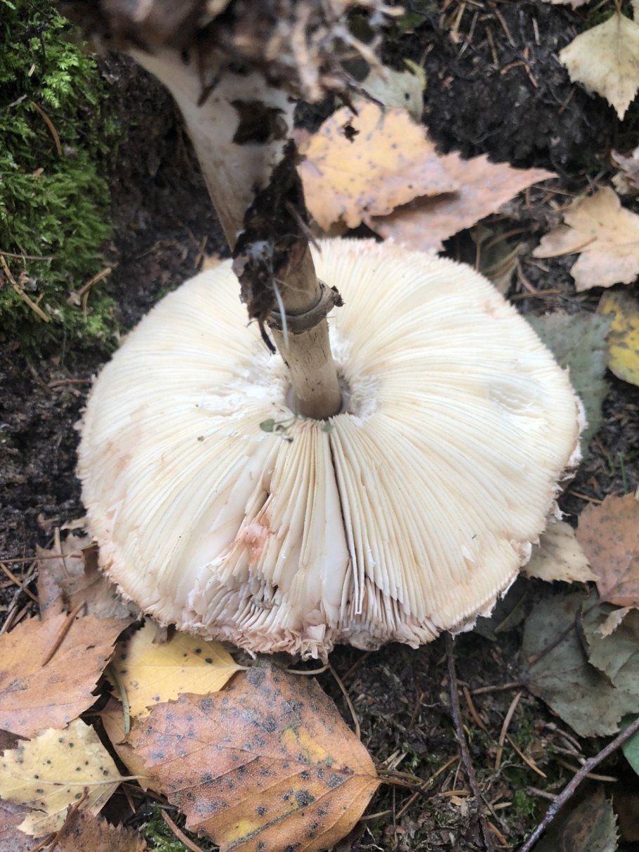 Зонтик краснеющий Chlorophyllum rhacode