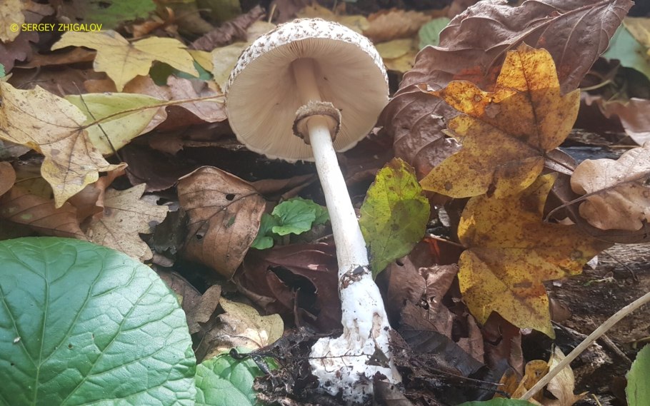 Мухомор Ставропольский