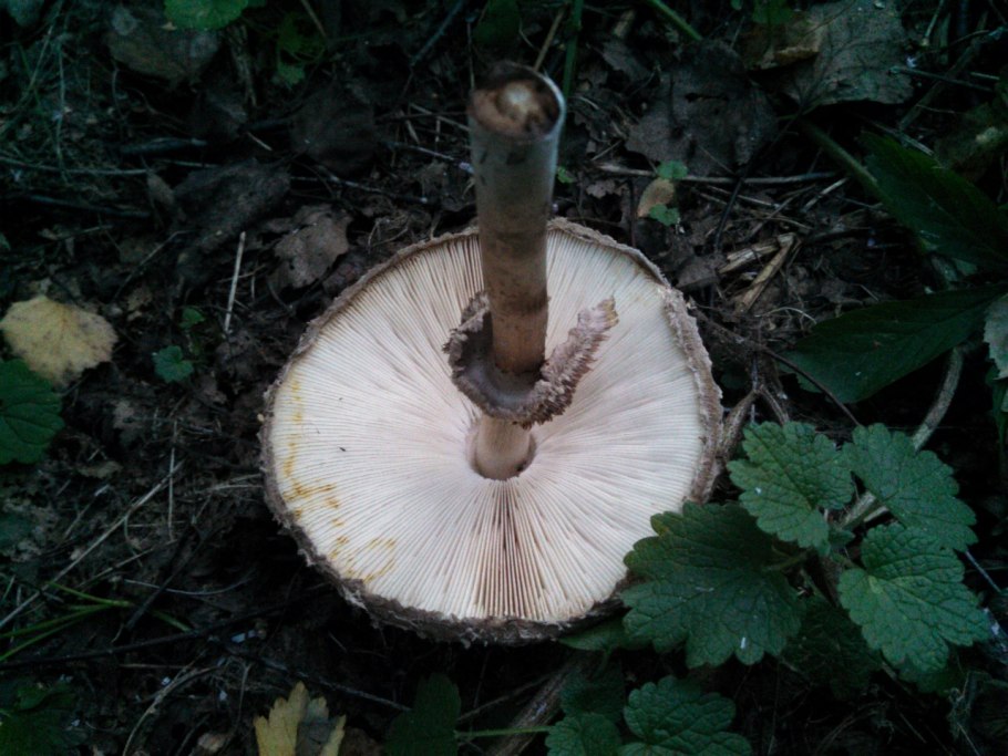 Гриб зонтик краснеющий съедобный