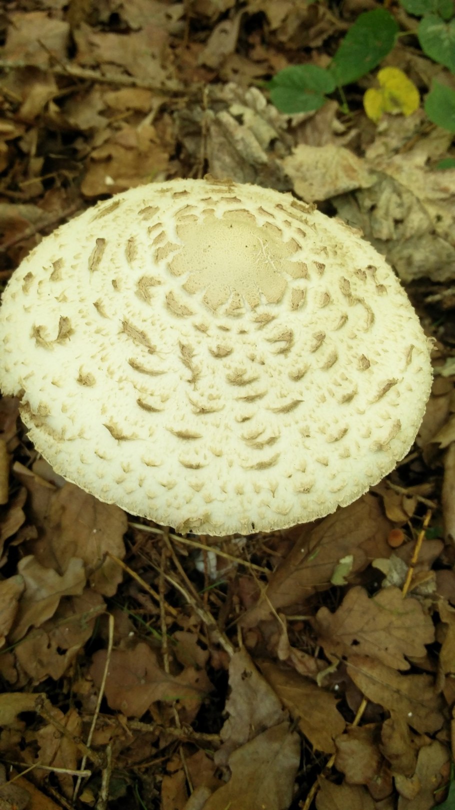 Гриб зонтик розовеющий на срезе