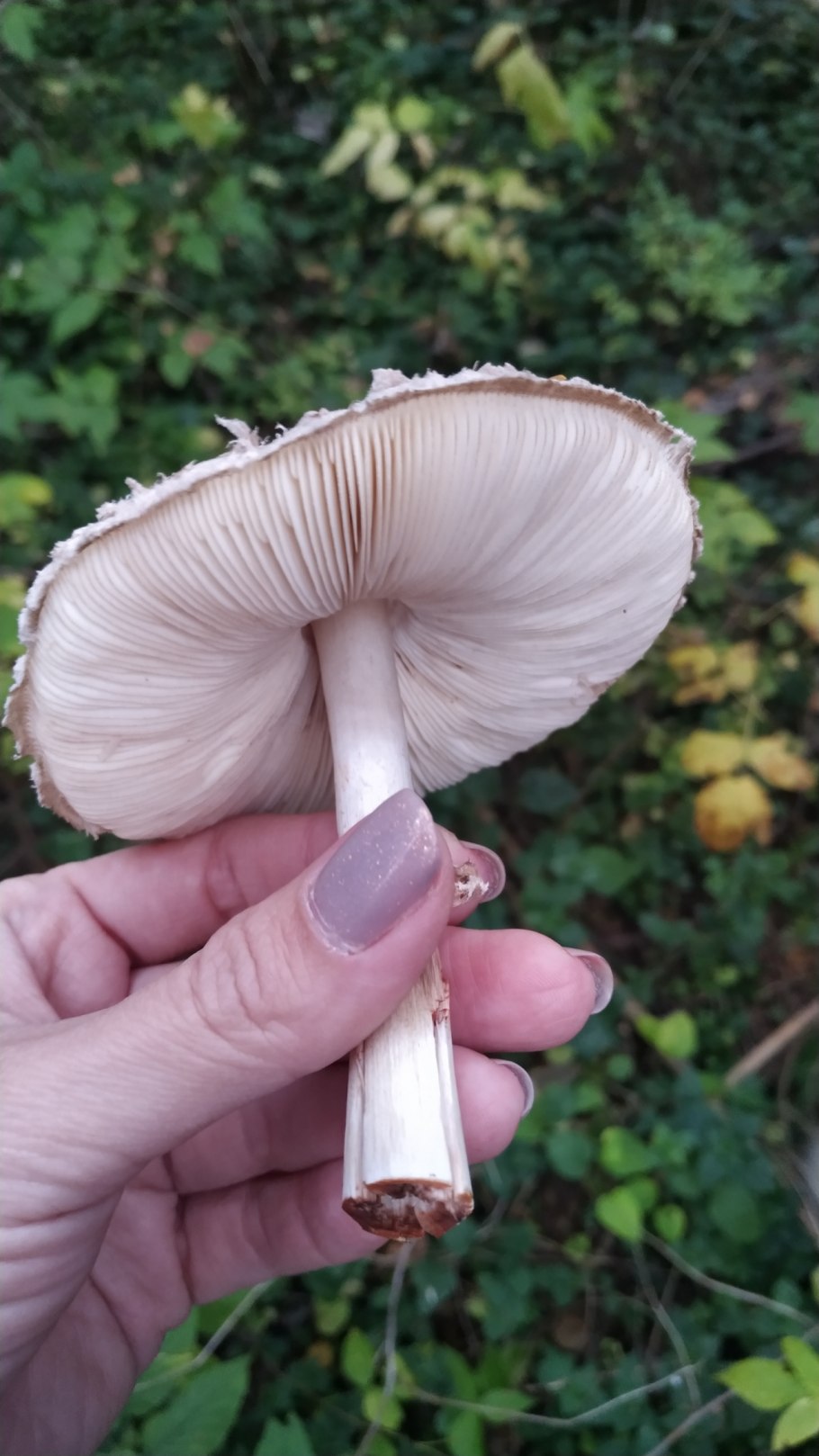 Хлорофиллум Оливье