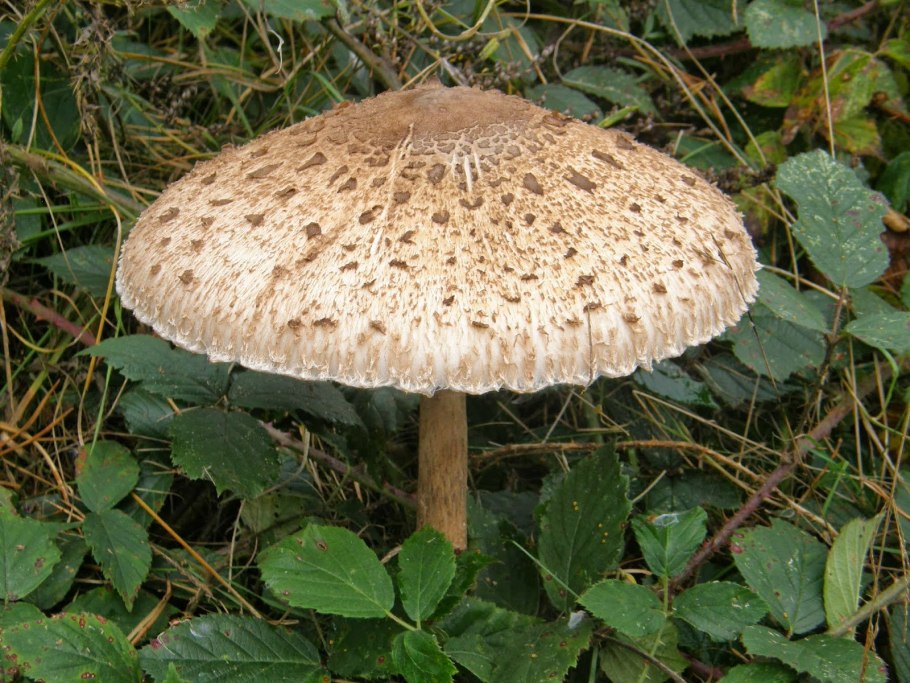 Зонтик краснеющий Chlorophyllum rhacode