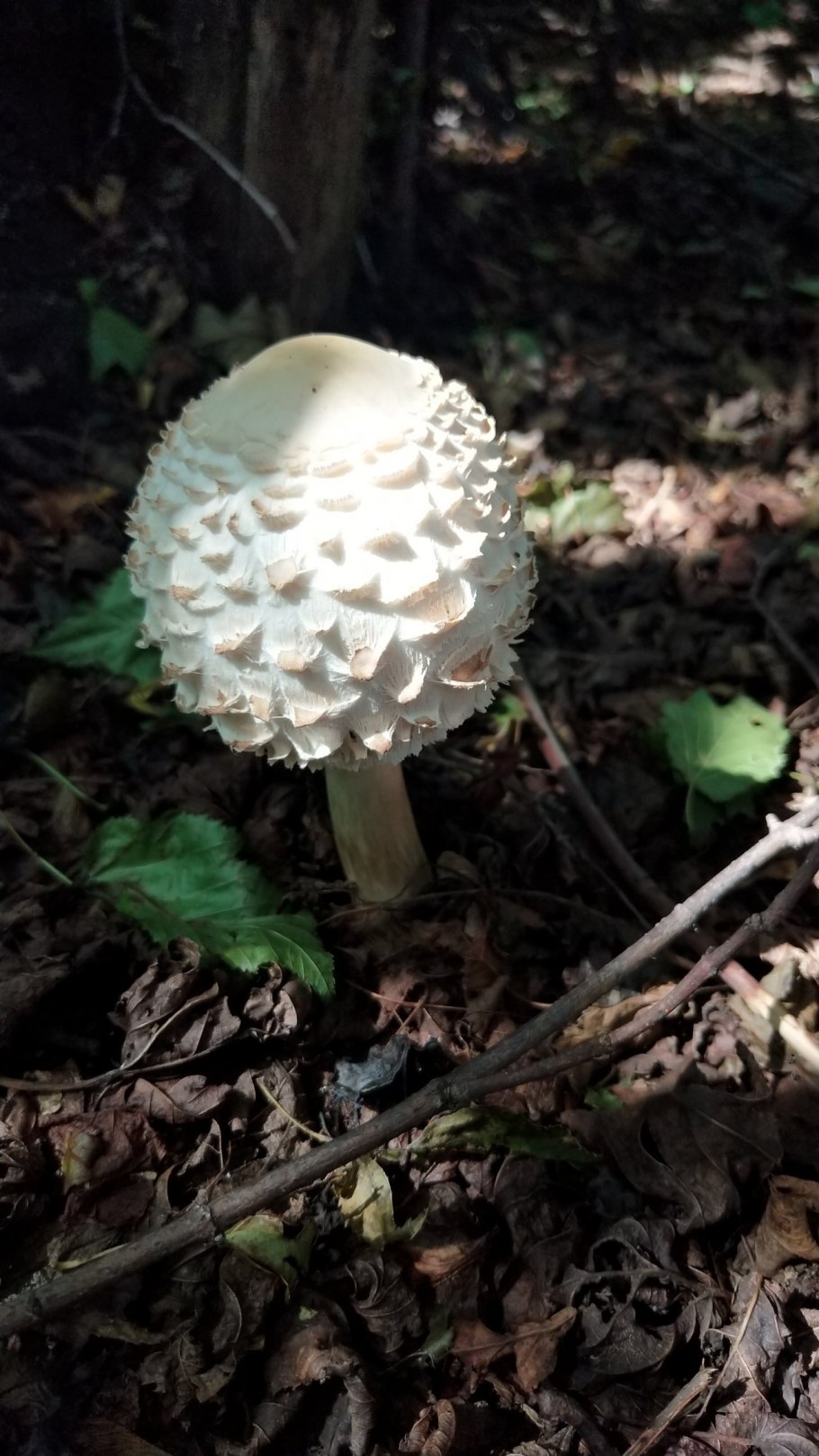 Гриб-зонтик краснеющий