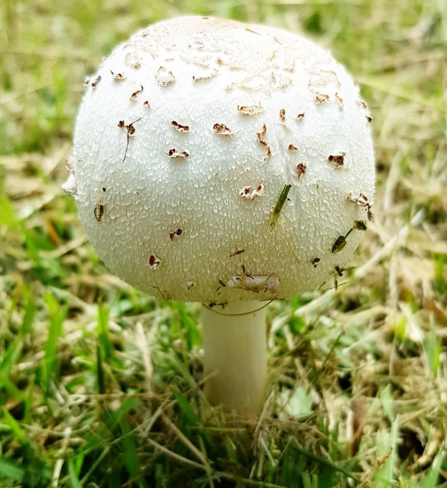 Зонтик свинцовошлаковый (Chlorophyllum molybdites)